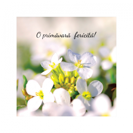 Felicitare martie flori albe [1]