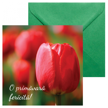 Felicitari Martie mix poze - Felicitare martie lalea focus