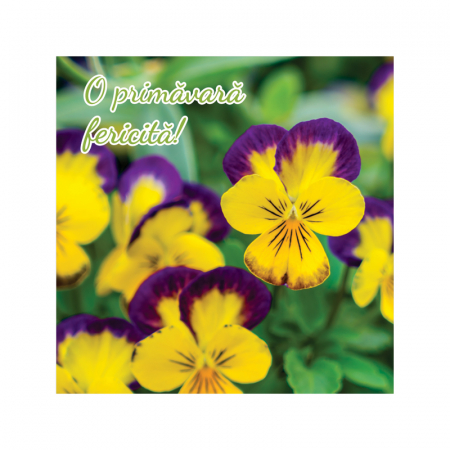 Felicitare martie panselute [2]