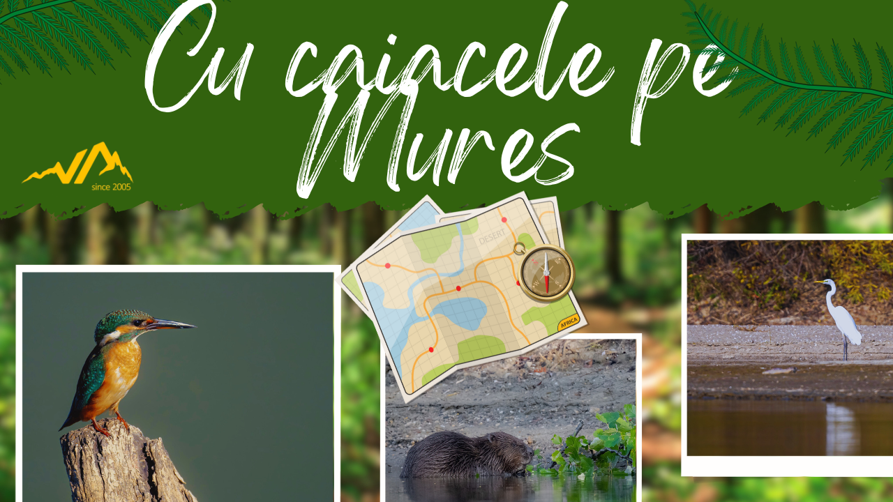 Explorând Lunca Mureșului cu caiacul – O întâlnire spectaculoasă cu natura! 🛶🦅🦫