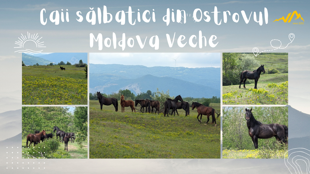 Caii sălbatici din Ostrovul Moldova Veche