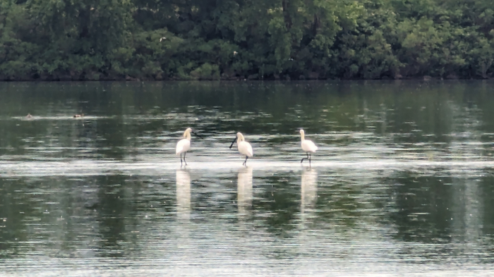 Cu caiacul pe Ostrovul Moldova Veche! [10]