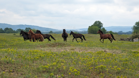 Cu caiacul pe Ostrovul Moldova Veche! [7]