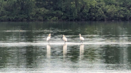 Cu caiacul pe Ostrovul Moldova Veche! [9]